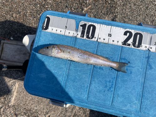 シロギスの釣果