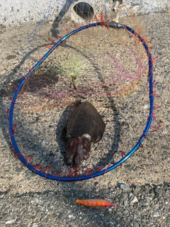 モンゴウイカの釣果