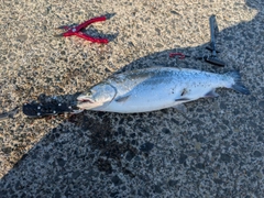ウミサクラの釣果