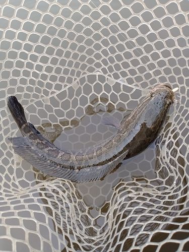 ライギョの釣果