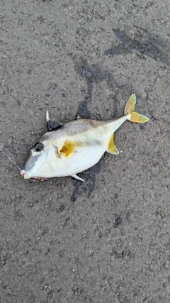 ギマの釣果