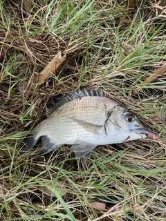 ミナミクロダイの釣果