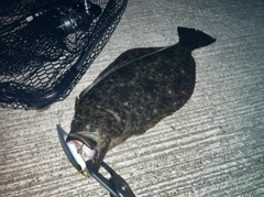 ヒラメの釣果