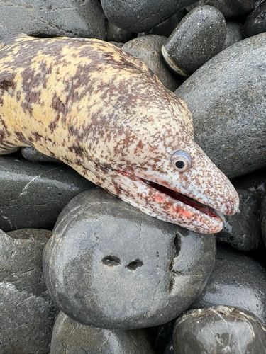 ウツボの釣果