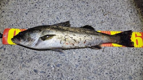 マダカ（マルスズキ）の釣果