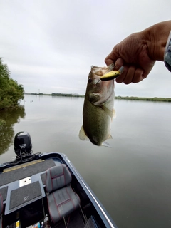 ラージマウスバスの釣果