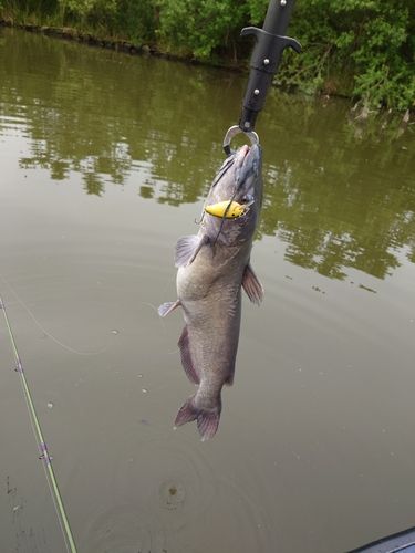 チャネルキャットフィッシュの釣果