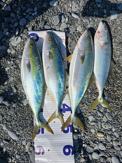 イナダの釣果