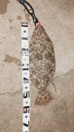 ヒラメの釣果