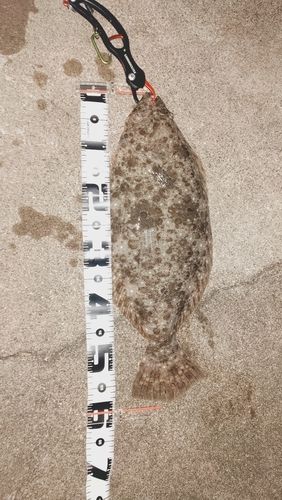 ヒラメの釣果