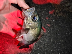 アカメバルの釣果