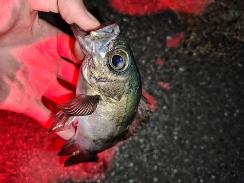 アカメバルの釣果