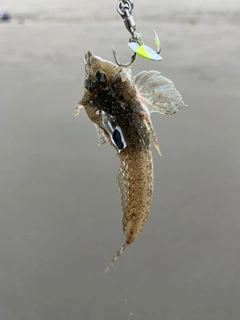 ネズミゴチの釣果