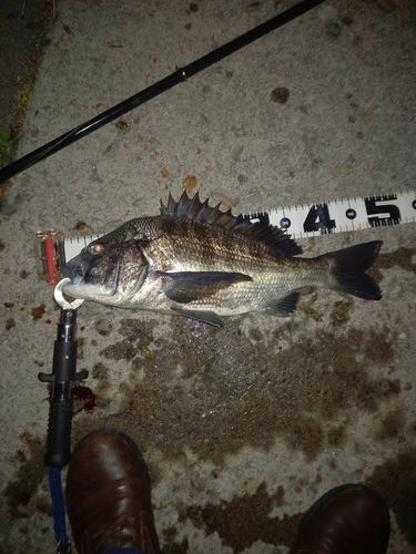 クロダイの釣果