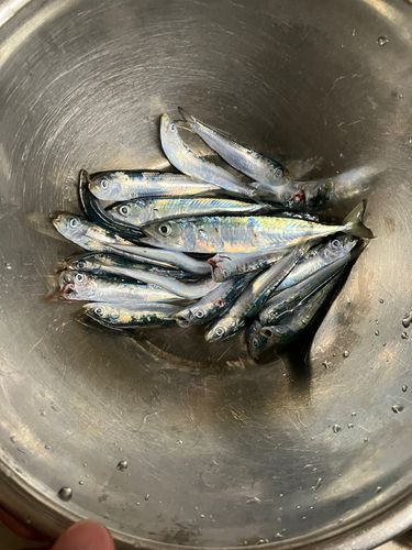 チアユの釣果