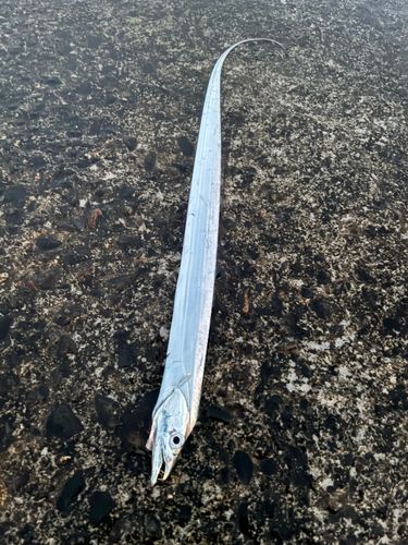 タチウオの釣果
