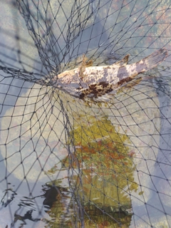 タケノコメバルの釣果
