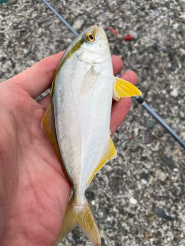 カンパチの釣果