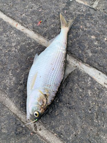 コノシロの釣果