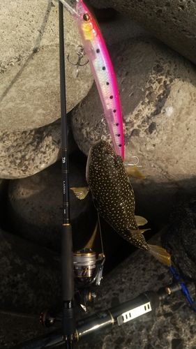 フグの釣果