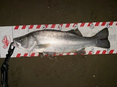 ヒラスズキの釣果