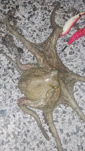 マダコの釣果