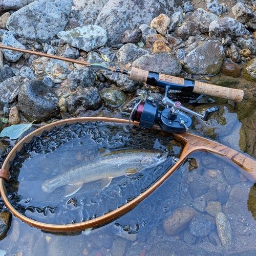 オショロコマの釣果
