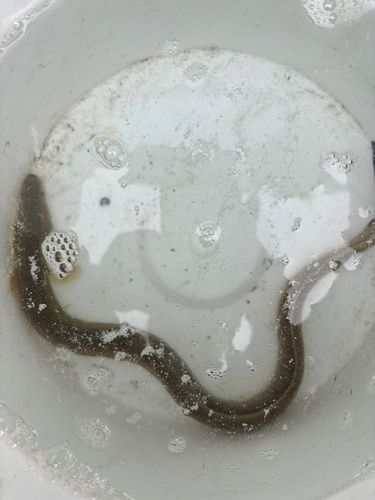 ウナギの釣果