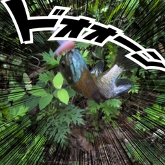 ブルーギルの釣果
