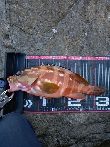 アカハタの釣果
