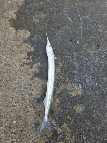 ダツの釣果