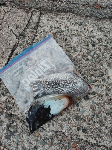 シリヤケイカの釣果
