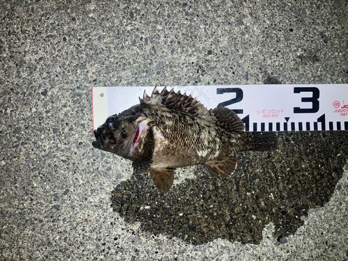 ムラソイの釣果