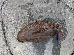 モンゴウイカの釣果