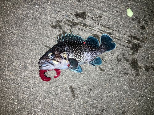 マゾイの釣果