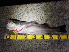 シーバスの釣果
