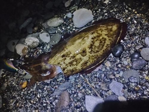 コウイカの釣果