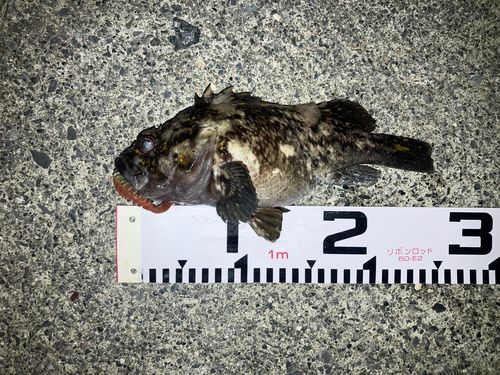 ムラソイの釣果