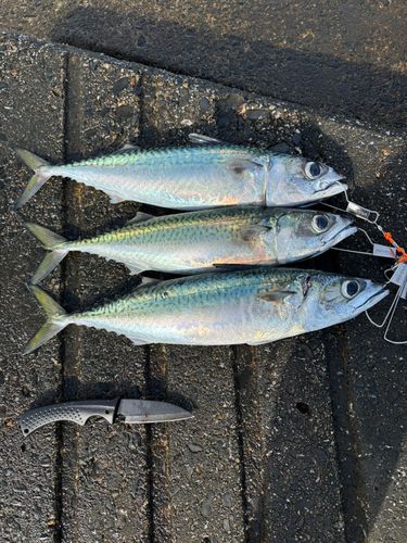 サバの釣果
