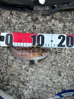 ベラの釣果