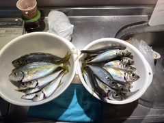 アジの釣果