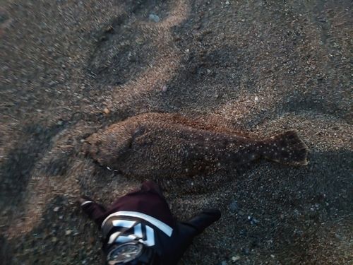ソゲの釣果