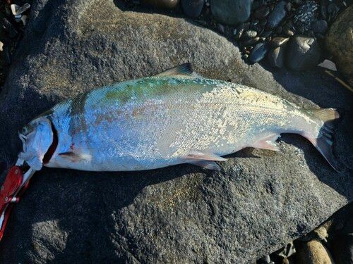 サクラマスの釣果