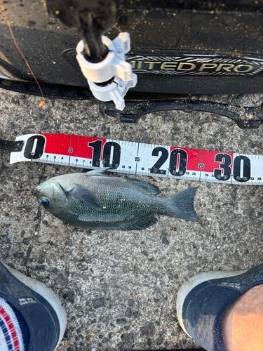 クロの釣果