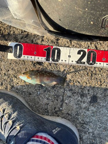 ベラの釣果