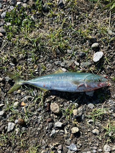 ワカシの釣果