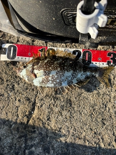バリの釣果