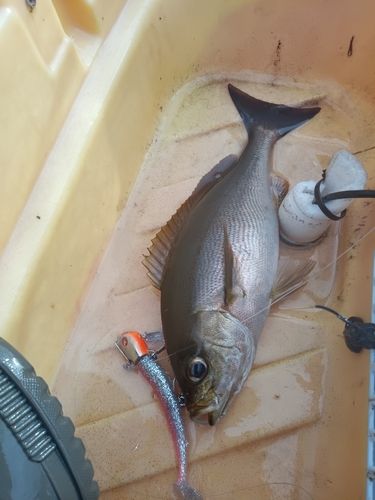 イサキの釣果