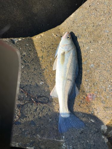 スズキの釣果