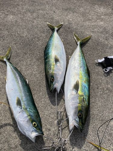 イナダの釣果